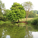 Mill pond